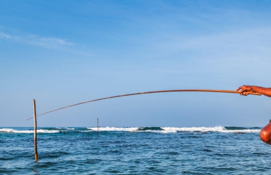 Piththa Palm Rod